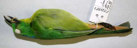 Image of Green Shrike-Vireo