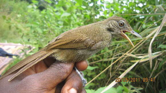 Phyllastrephus baumanni Reichenow 1895 resmi