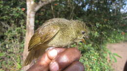 Image of Little Greenbul