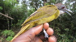 Image of Red-tailed Bulbul