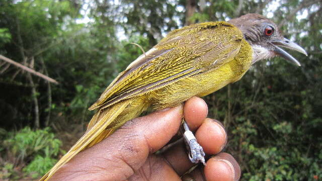 صورة Criniger calurus (Cassin 1856)