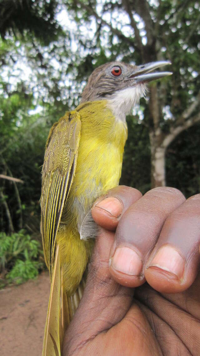 Image of Red-tailed Bulbul