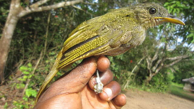 Image of Bearded Bulbul