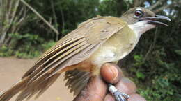 صورة Chlorocichla simplex (Hartlaub 1855)