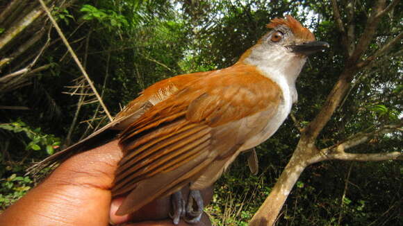 Image of Old World flycatchers