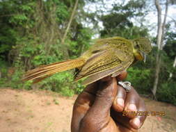 Image of Icterine Greenbul