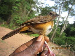 Image of Illadopsis Heine 1860