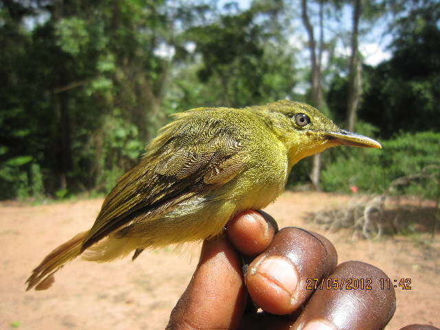 صورة Phyllastrephus icterinus (Bonaparte 1850)