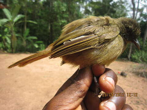 Image of Plain Greenbul