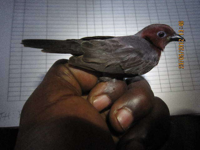 Image of estrildid finches