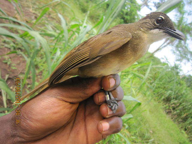 Image of Simple Greenbul