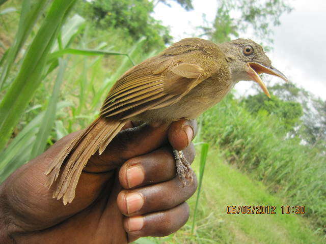 صورة Phyllastrephus baumanni Reichenow 1895