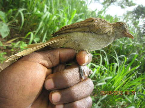 صورة Phyllastrephus baumanni Reichenow 1895