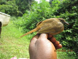 Image of Plain Greenbul