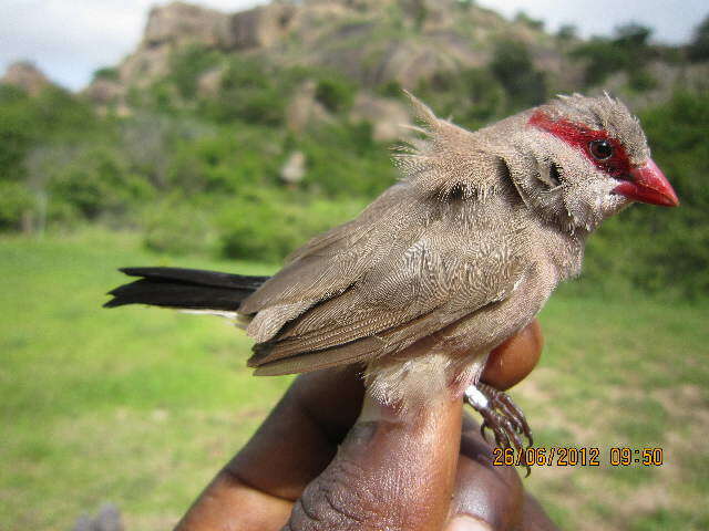 Image of estrildid finches