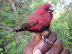 Image of estrildid finches