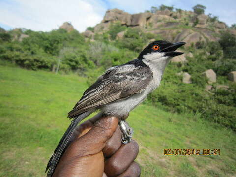 Image of Bushshrike