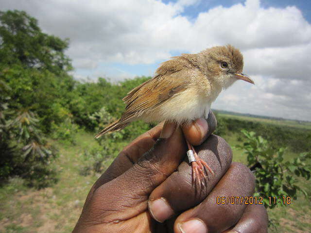 Image of African warblers