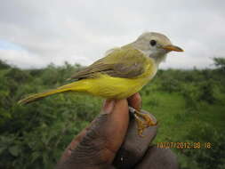 Image of African warblers