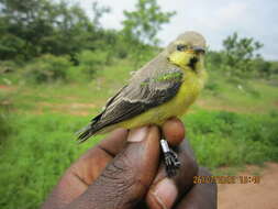 Image of Pygmy Sunbird