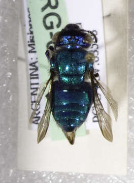 Image of orchid bee