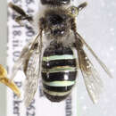 صورة Nomiocolletes