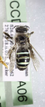 Image of Nomiocolletes