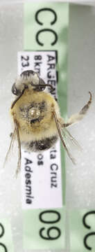 Image of Hairyeye Bee