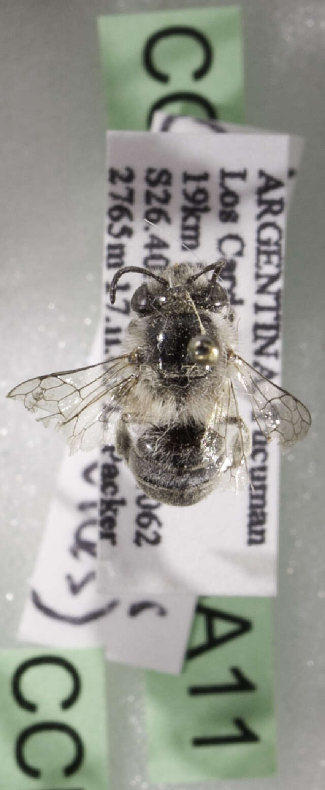 Image of Hairyeye Bee