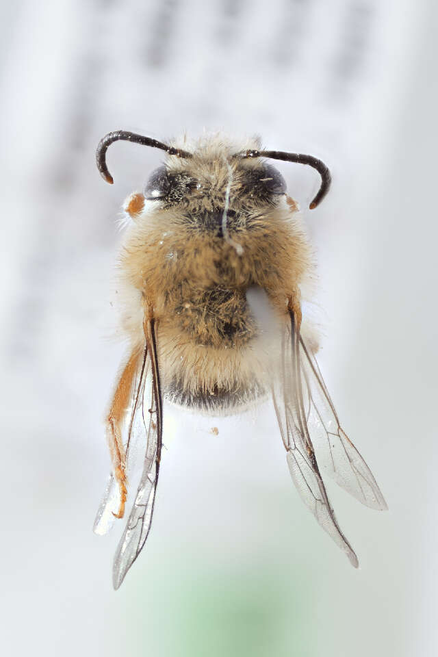 Image of Hairyeye Bee