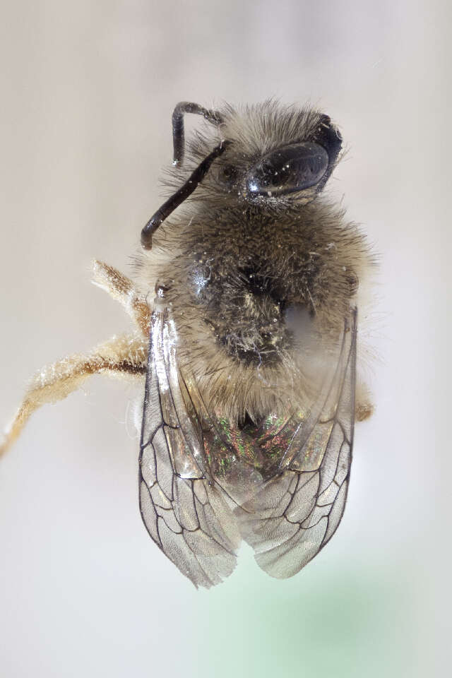 Image of Hairyeye Bee