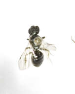 Image of Lasioglossum abanci (Crawford 1932)