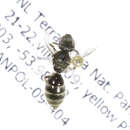 Image of <i>Lasioglossum seillean</i>