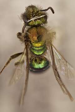 Image of Caenohalictus Cameron 1903