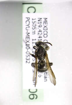 Image of Neocorynura Schrottky 1879