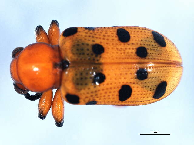 Image of Spotted asparagus beetle