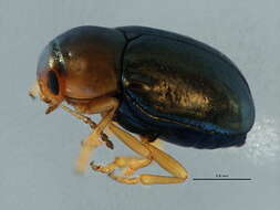 Image of Bronze leaf beetle