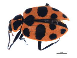 Image of Spotted Lady Beetle