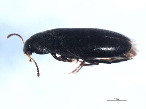 Image of Scotochroa