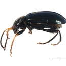 صورة Scelolyperus nigrocyaneus (J. L. Le Conte 1879)