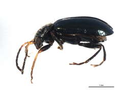 صورة Scelolyperus nigrocyaneus (J. L. Le Conte 1879)