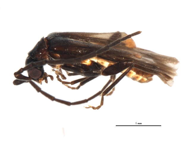 Image of <i>Malthodes canadensis</i>