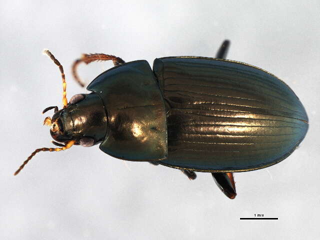 Image of common sun beetle