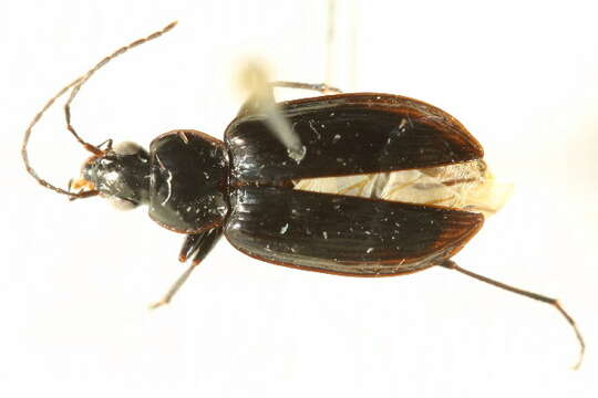 Image of Agonum (Olisares) moerens Dejean 1828