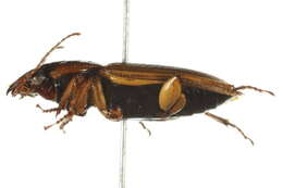 Anisodactylus (Anadaptus) discoideus Dejean 1831 resmi