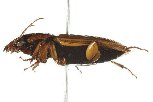 Anisodactylus (Anadaptus) discoideus Dejean 1831 resmi