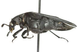 Image of Ridged Carrion Beetle