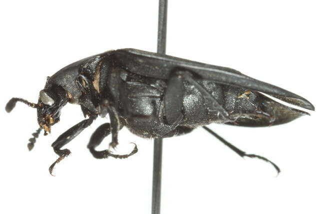 صورة Oiceoptoma inaequale (Fabricius 1781)