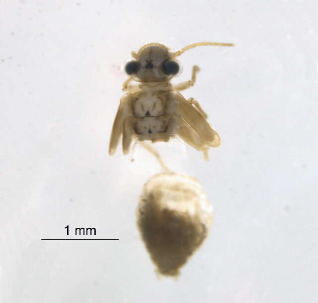 Image of Indiopsocus