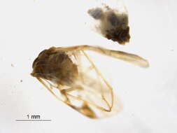 Image of Amphigerontia